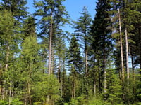Restrictions imposed after outbreak of tree disease