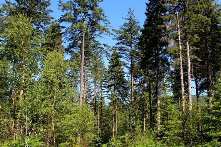 Pine trees