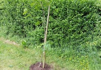 Vandals destroy new Platinum Jubilee tree hours after planting