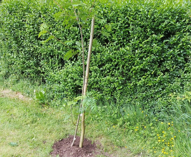 Vandals destroy new Platinum Jubilee tree hours after planting