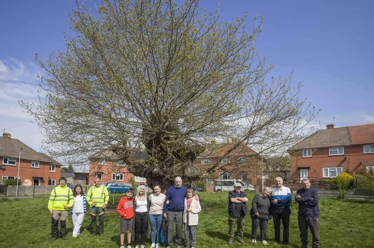 Wyesham Oak