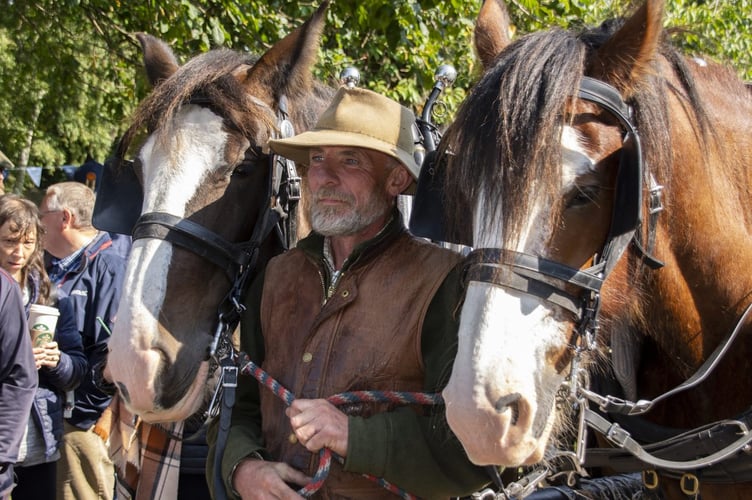 Shire horses