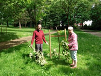 Anger as ‘mindless’ vandals trash town park’s cherry trees