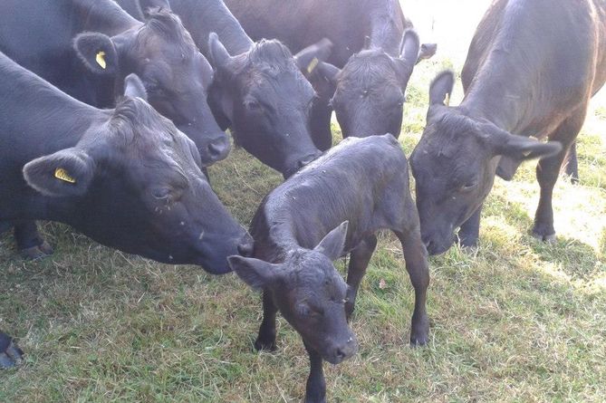 Abortion in cows