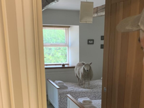 Sheep Abergavenny airbnb