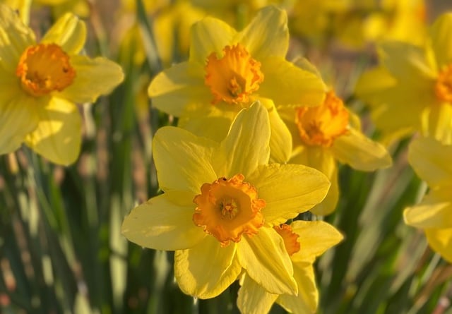 Daffodils heidi-samuelson-unsplash.jpeg