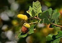 Free trees for Monmouthshire residents