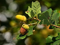 Free trees for Monmouthshire residents