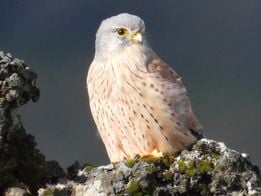 Leanne Preece’s animal photography
