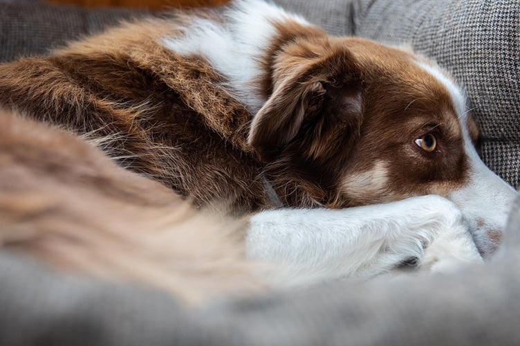 Frightened dog