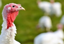 Farming charity on hand to support poultry producers