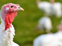 NFU conference will tackle threat of avian flu