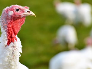 Farming charity on hand to support poultry producers