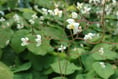 What’s on at the Monmouthshire Group of the Hardy Plant Society