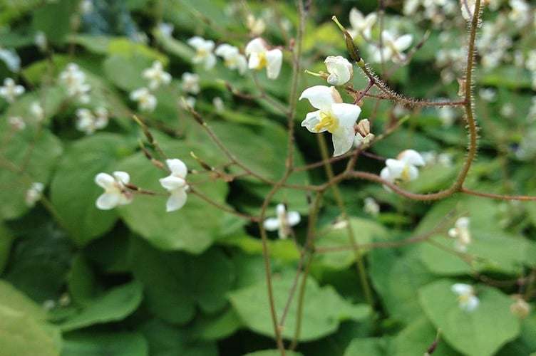 Epimedium_pubigerum