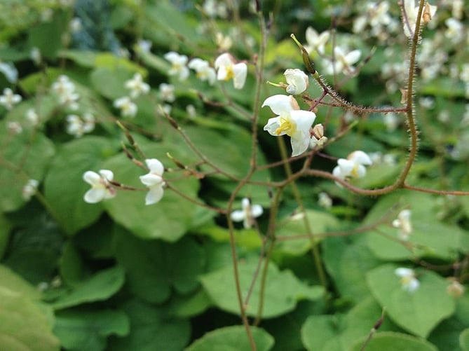 Epimedium_pubigerum