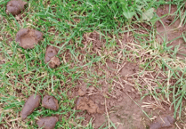  Mardy footballers face dog poo misery