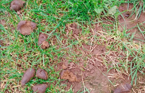 dog poo