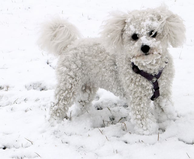 Keep your dogs safe and warm when the weather turns icy