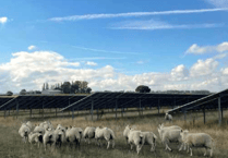 Welsh Government gives greenlight for solar farm
