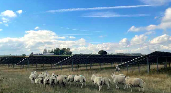 Sheep grazing on an existing solar farm owned by Renewable Connection