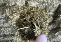 Farmers warned against feeding spoiled silage to cattle