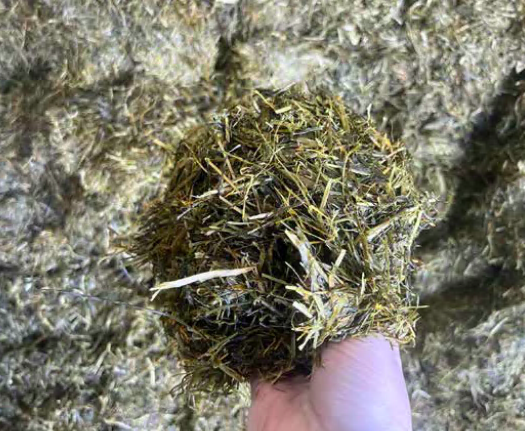 spoiled silage