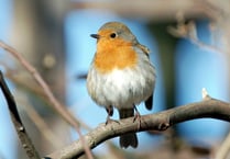 FUW looks forward to the Big Farmland Bird Count 2023