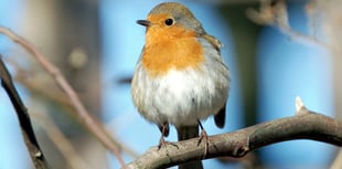 FUW looks forward to the Big Farmland Bird Count 2023