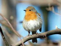 FUW looks forward to the Big Farmland Bird Count 2023