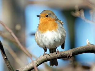 FUW looks forward to the Big Farmland Bird Count 2023