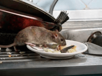 Trade body warns- ‘think twice before tackling winter rats’