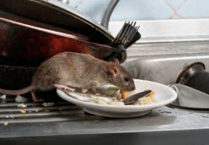 Trade body warns householders to ‘think twice before tackling winter rats’