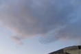 VIDEO: murmurations spotted in Abergavenny