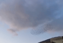 VIDEO: murmurations spotted in Abergavenny
