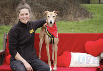 Lonely-hearted Lurcher looking for home for 4th time