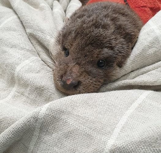 Otter cub Usk