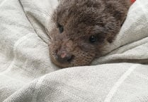 Otter rescued from riverbank in Abergavenny dies 