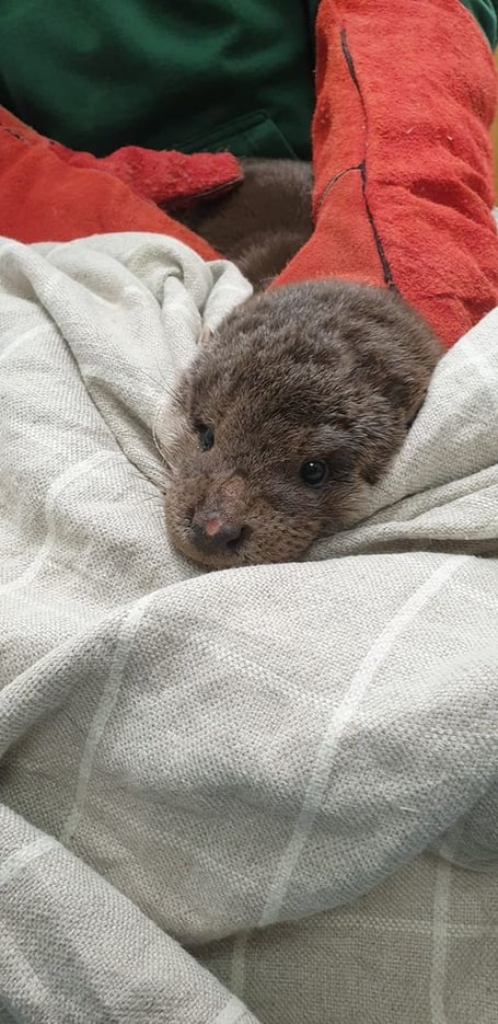 Otter cub Usk