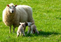 Police issue statement of warning for livestock worrying after three lambs killed