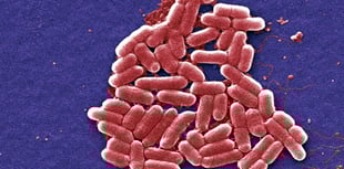 Local kebab shop behind hospitalisation of eleven people