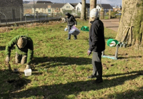 Bluebells planted in Bailey Park ready for Spring