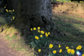Abergavenny's Bailey Park blossoms this spring