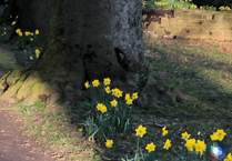 Abergavenny's Bailey Park blossoms this spring
