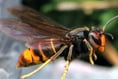 MS warns of threat of invasive Asian hornet reaching Welsh bees