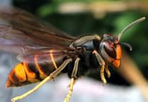 MS warns of threat invasive Asian hornet reaching Welsh bees