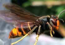MS warns of threat of invasive Asian hornet reaching Welsh bees