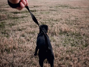 Gilwern residents petition against dog on lead proposals