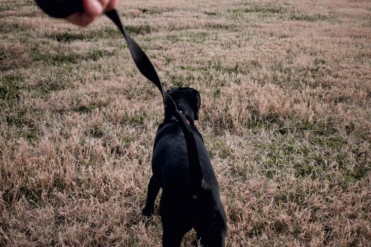 Dog on lead