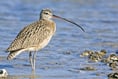 £1 million project launched to save iconic Welsh bird from extinction